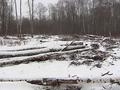 Строительство трассы через Химкинский лес возобновлено